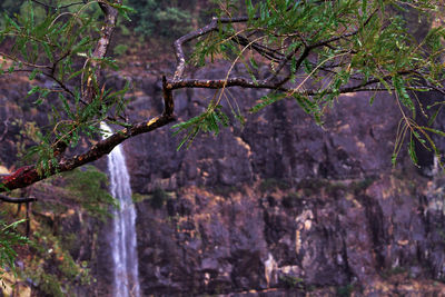 Close-up of waterfall in forest
