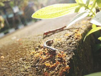 Close-up of insect on plant