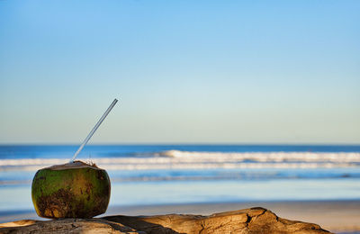 Close-up of fresh beach against clear sky