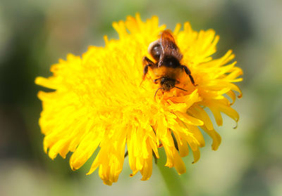 Close-up of bee pollinating on yellow flower