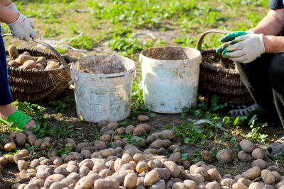 Two workers sort potatoes outside. farmer harvesting potato in the farmland. agriculture harvest 