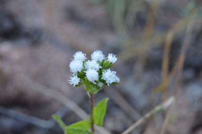 Close-up of white flowering plant