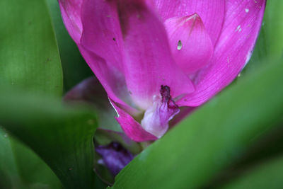 Close-up of pink flower