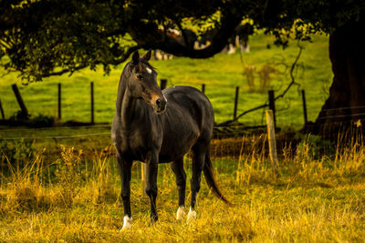Horse grazing late afternoon