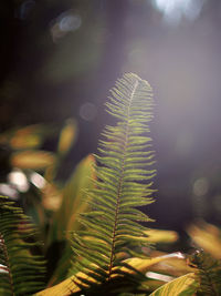 Close-up of fern