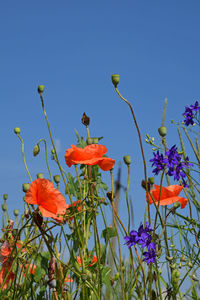 Low angle view of flowers blooming against blue sky