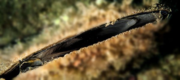 Close-up of dry leaf during winter