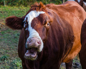 Portrait of cow on field