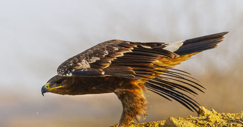 Close-up of bird flying against sky