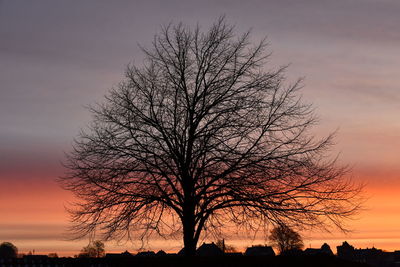 Silhouette bare tree on field against sky at sunset