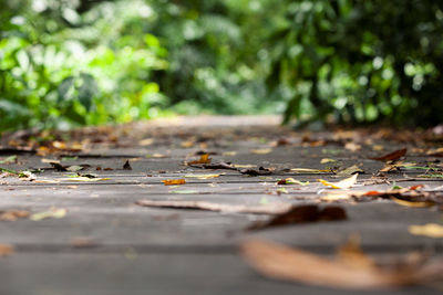 Surface level of dry leaves on street