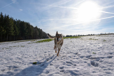 Dog standing on snow covered land