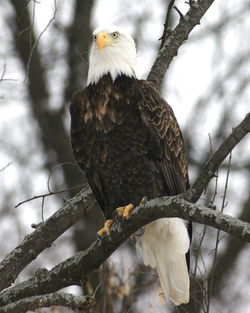 Close-up of bird perching on branch