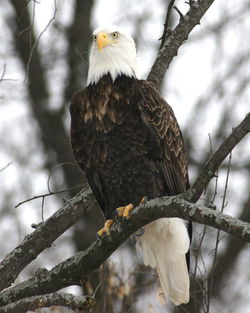 Bald eagle perching on branch