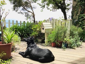 Dog sitting on plant against trees