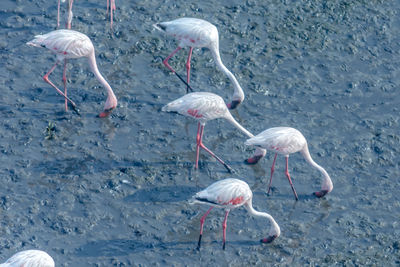 Birds in lake