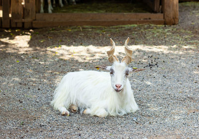 Girgentana goat lying on land. 