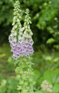 Close-up of flowers against blurred background