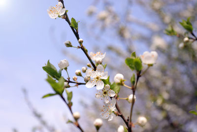 Low angle view of cherry blossoms in spring