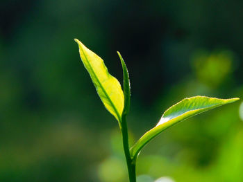 green