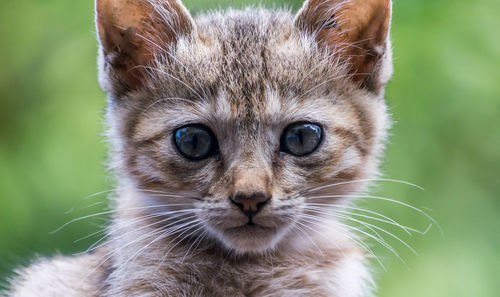 Close-up portrait of cat