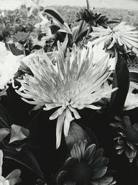 Close-up of flowers