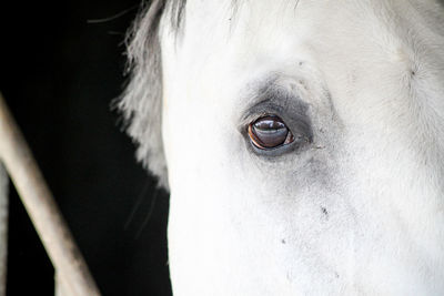 Close-up of a horse