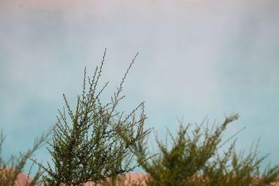 Low angle view of plants against sky