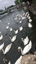 High angle view of swans swimming on lake