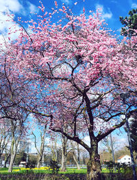 Low angle view of cherry blossom tree