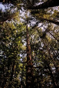 Low angle view of trees in forest against sky