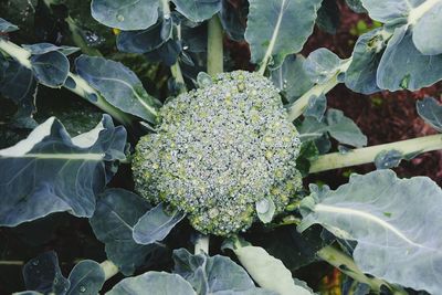 High angle view of plants