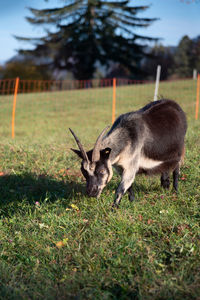 Deer grazing in a field