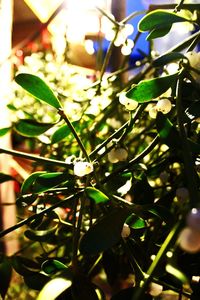 Close-up of green leaves on tree