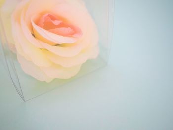 Close-up of rose over white background