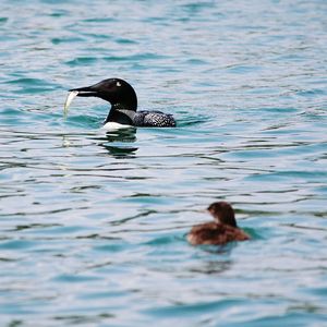 Duck swimming in lake