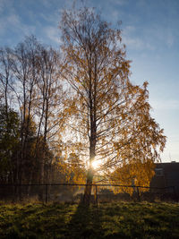 Trees against sky during autumn
