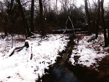 Snow covered bare trees in forest