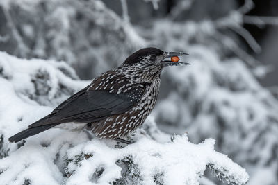 Close-up of bird perching on snow covered