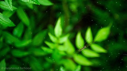 Close-up of spider on plant