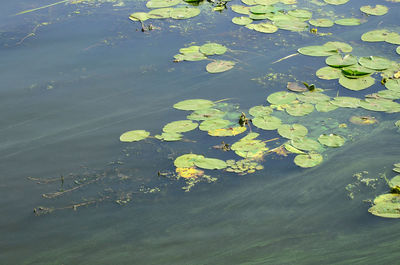 High angle view of lily pads in lake