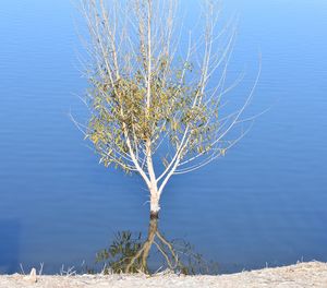 Close-up of plant against lake