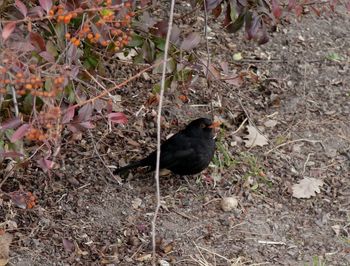 High angle view of bird perching on field