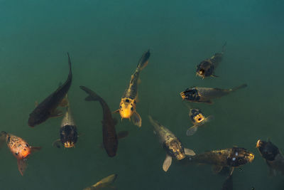 Group of hungry carp fish looking up and swimming in pond or lake