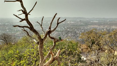 Bare trees on landscape