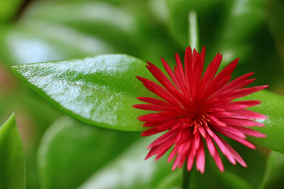 Close-up of red flower