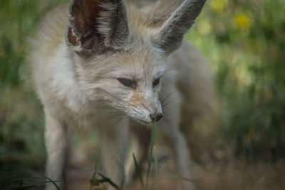 Close-up of a cat on field