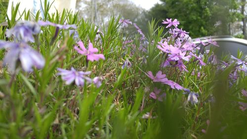 Close-up of purple flowers blooming in field