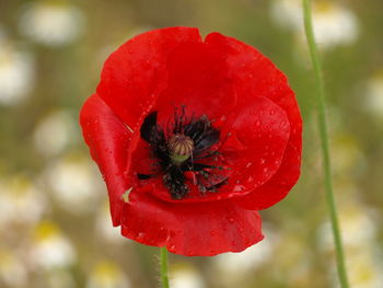 Close-up of red poppy growing on plant