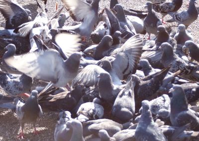 Flock of swans